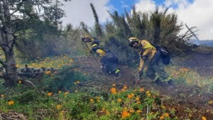 Incendio en Parque Nacional Lanín, trabajan en 6 áreas con ascenso de temperatura y viento leve