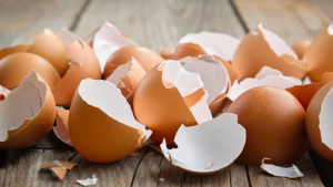 Los sorprendentes usos biomédicos de la cáscara de huevo