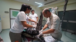 Avanza la recuperación de la cóndor hembra que rescataron dos choferes en Neuquén