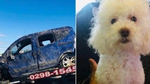 Casi los mata rumbo a Las Grutas, este sábado: murió una perrita y ahora piden ayuda para encontrarlo