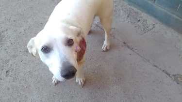 La rescatista pide ayuda para pagar la cuenta de la veterinaria. Foto: Gentileza.