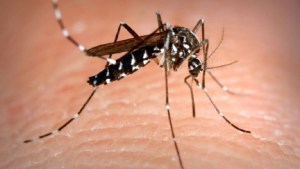 Sin el resultado del caso autóctono de dengue en Roca, Salud ahora dice que lanza medidas preventivas en Río Negro