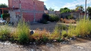Terrenos baldíos en Viedma: sólo un tercio de los dueños intimados cumple con la limpieza