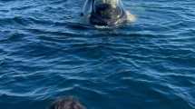 Imagen de Encontraron microplásticos en ballenas de Chubut: ¿cómo afectará a las que están en Río Negro?