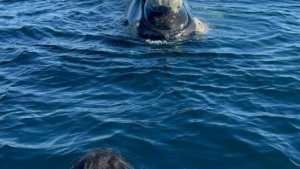 Microplásticos en ballenas de Chubut: ¿cómo afectará a las que están en Río Negro?