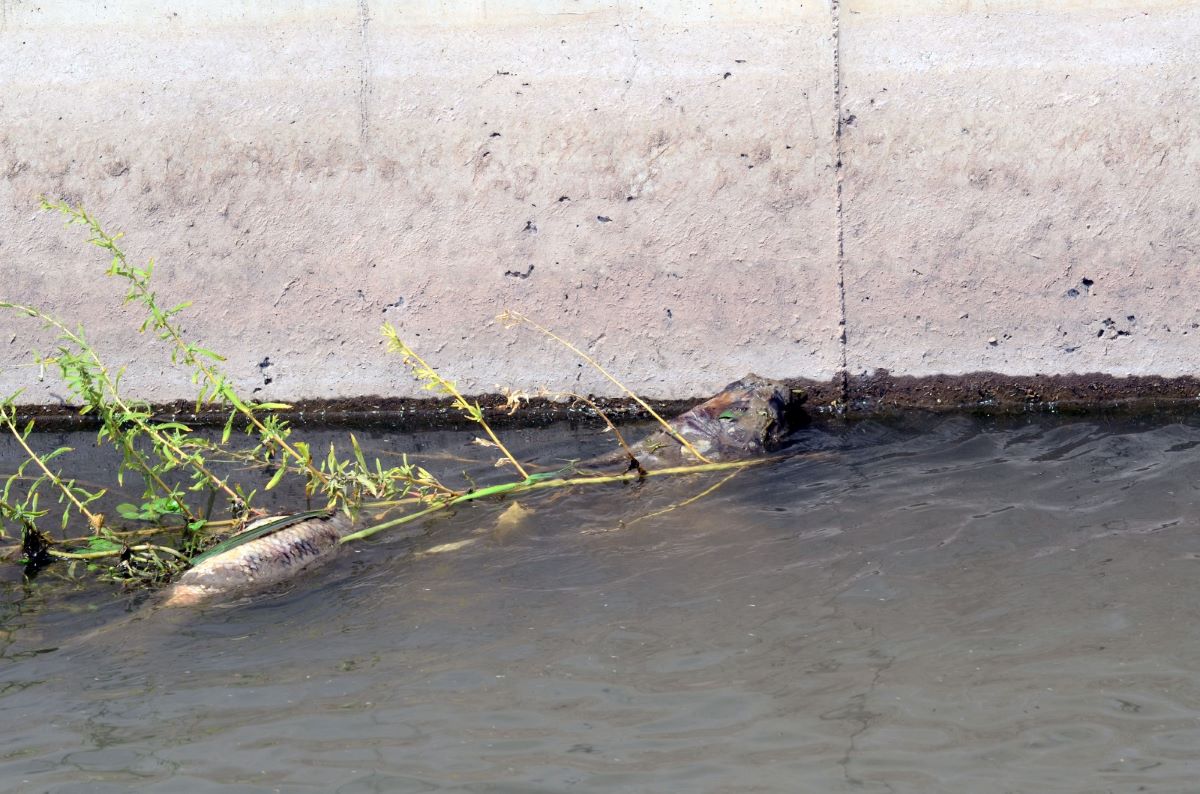 Aparecieron carpas muertas en el arroyo Durán de Neuquén, y lo alertaron vecinos. Foto: Cecilia Maletti. 