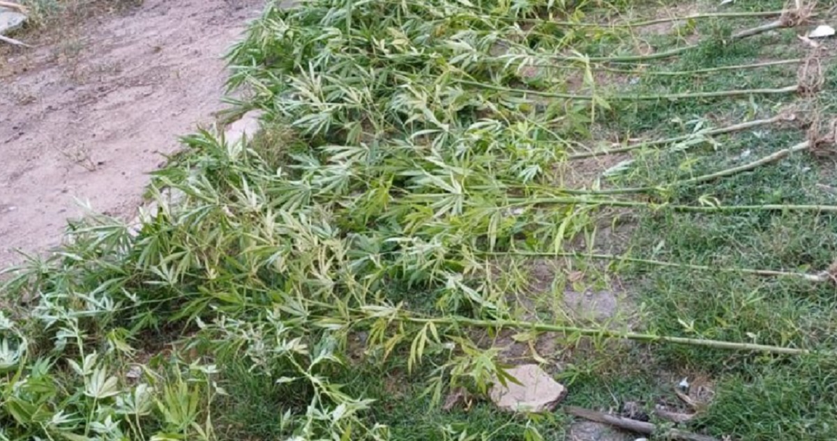 En el patio había 21 plantas de marihuana. Foto gentileza
