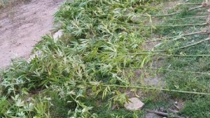 Allanaron una casa en Catriel por un robo y terminaron secuestrando 21 plantas de marihuana