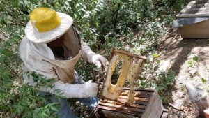 La apicultura frente a las altas temperaturas