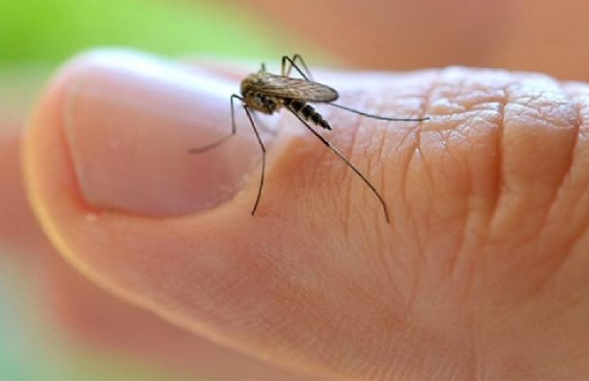 Dengue en Neuquén. Desde la semana 31 del 2023 a la 13 del 2024 se registraron 174  casos sospechosos.