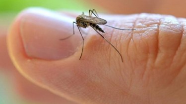 Dengue en Neuquén. Desde la semana 31 del 2023 a la 13 del 2024 se registraron 174  casos sospechosos.