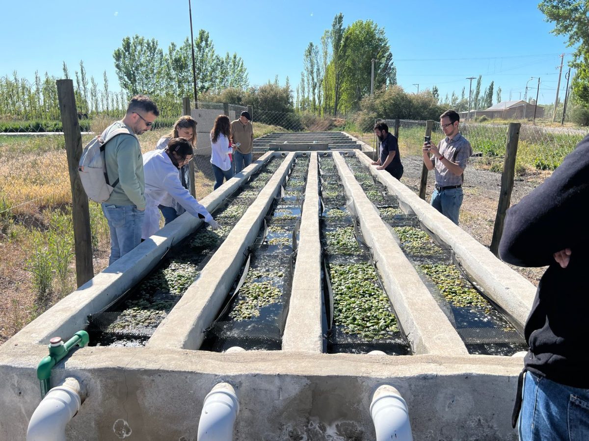 En Allen, se degradan los contaminantes de los efluentes cloacales y se busca transformarlos en biomasa algal y metano (Fotos: gentileza)