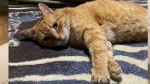 Se reencontró con su gatito después de pandemia y ahora lo busca desesperada en Roca