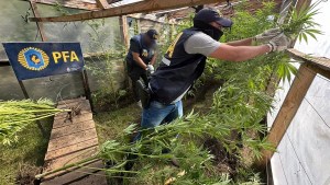Desbaratan impactante invernadero de marihuana en San Martín de los Andes