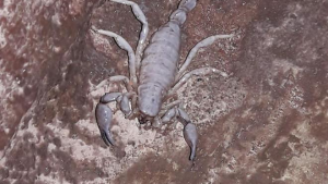 Video| Encontraron una serpiente y un alacrán en Regina: ¿Qué dijeron desde guardafaunas?