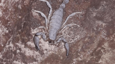 El alacrán se encontraba dentro de una casa. 