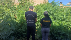 Secuestraron cerca de 80 plantas de marihuana en Roca y Regina