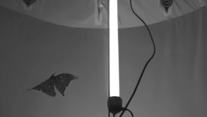 Los insectos no se sienten atraídos hacia la luz: en realidad, intentan evitarla