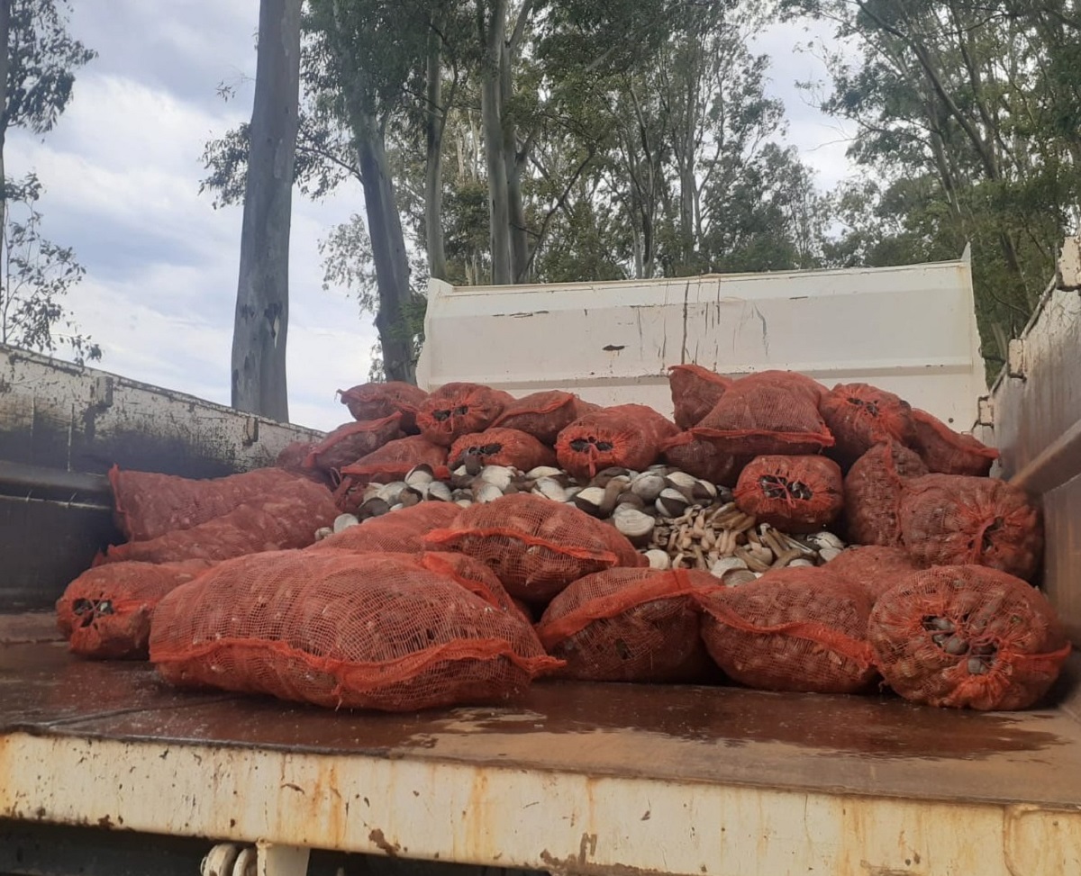 Entierran más de 2 toneladas de mariscos que iban de Río Negro a Buenos Aires de forma ilegal 
