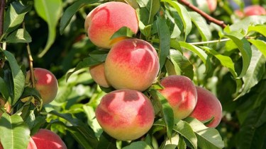 La alternativa a la Fiesta de la Confluencia, cerca de Neuquén: grilla, horarios y cómo llegar a la Fiesta del Pelón