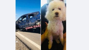 Casi los mata rumbo a Las Grutas: la despedida de la familia a su perrita Nina