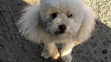 La perrita murió en el choque. 