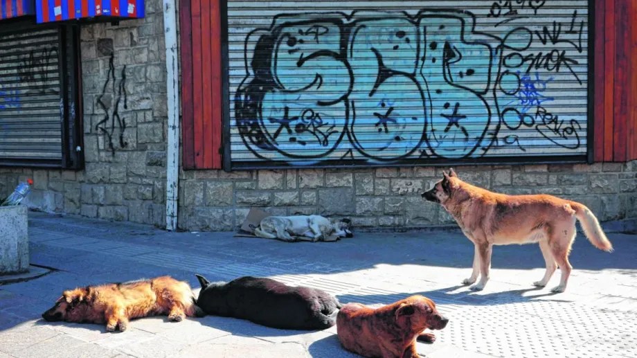 Los perros en las veredas y calles son parte de la postal de Bariloche. Foto: archivo