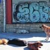 Imagen de Aunque no salgan de la casa, los perros y gatos también pueden estar expuestos a la rabia: la advertencia en Río Negro