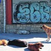 Imagen de Dos investigadoras lanzan un censo canino en Bariloche
