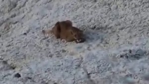 Video: un grupo de ciclistas se encontró con un puma en Paso Córdoba, en Roca