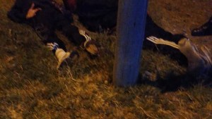 Robaron 15 helados en Viedma y uno de ellos tenía una pulsera electrónica