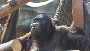 Un estudio encontró que a los simios les gusta burlarse, lo que despierta dudas sobre el origen del humor