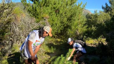La Red Pinos ya removió más de 10.000 pinos pequeños en el camino viejo a Catedral. Foto: gentileza