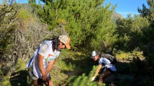Impulsan un registro para avanzar en el control de los pinos en Bariloche