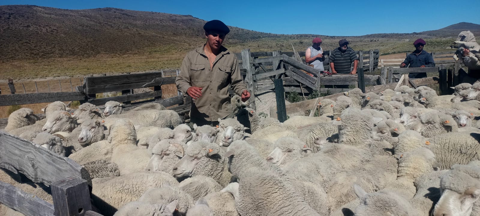 Las ovejas de refugo son criadas de forma natural y alimentadas con una dieta vegetal. Foto: gentileza