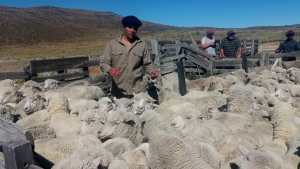 Por qué las ovejas de Jacobacci que se exportarán a Qatar son consideradas «halal»