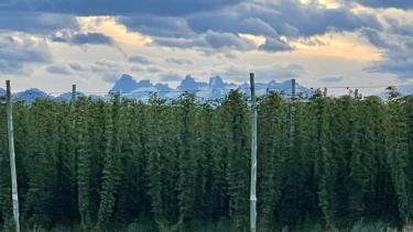 El Bolsón tiene más de 120 hectáreas destinadas a la producción del lúpulo. Foto: gentileza