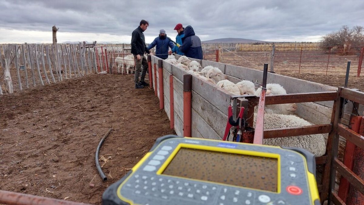 RFID. Esta tecnología permite trabajar con eficiencia en los momentos importantes del ciclo productivo ovino.