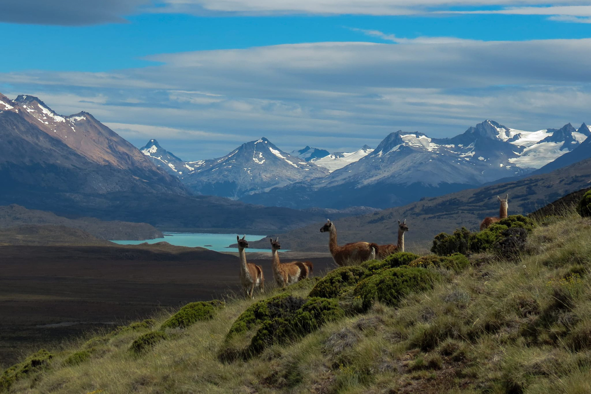 Patagonia pura. Los guanacos  en la ruta 41, bajando el Paso del águila y entrando al Parque Nacional Perito Moreno en Santa Cruz.

 en el Parque Nacional Perito Moreno, Santa Cruz.