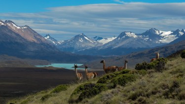 Patagonia pura. Los guanacos  en la ruta 41, bajando el Paso del águila y entrando al Parque Nacional Perito Moreno en Santa Cruz.

 en el Parque Nacional Perito Moreno, Santa Cruz.