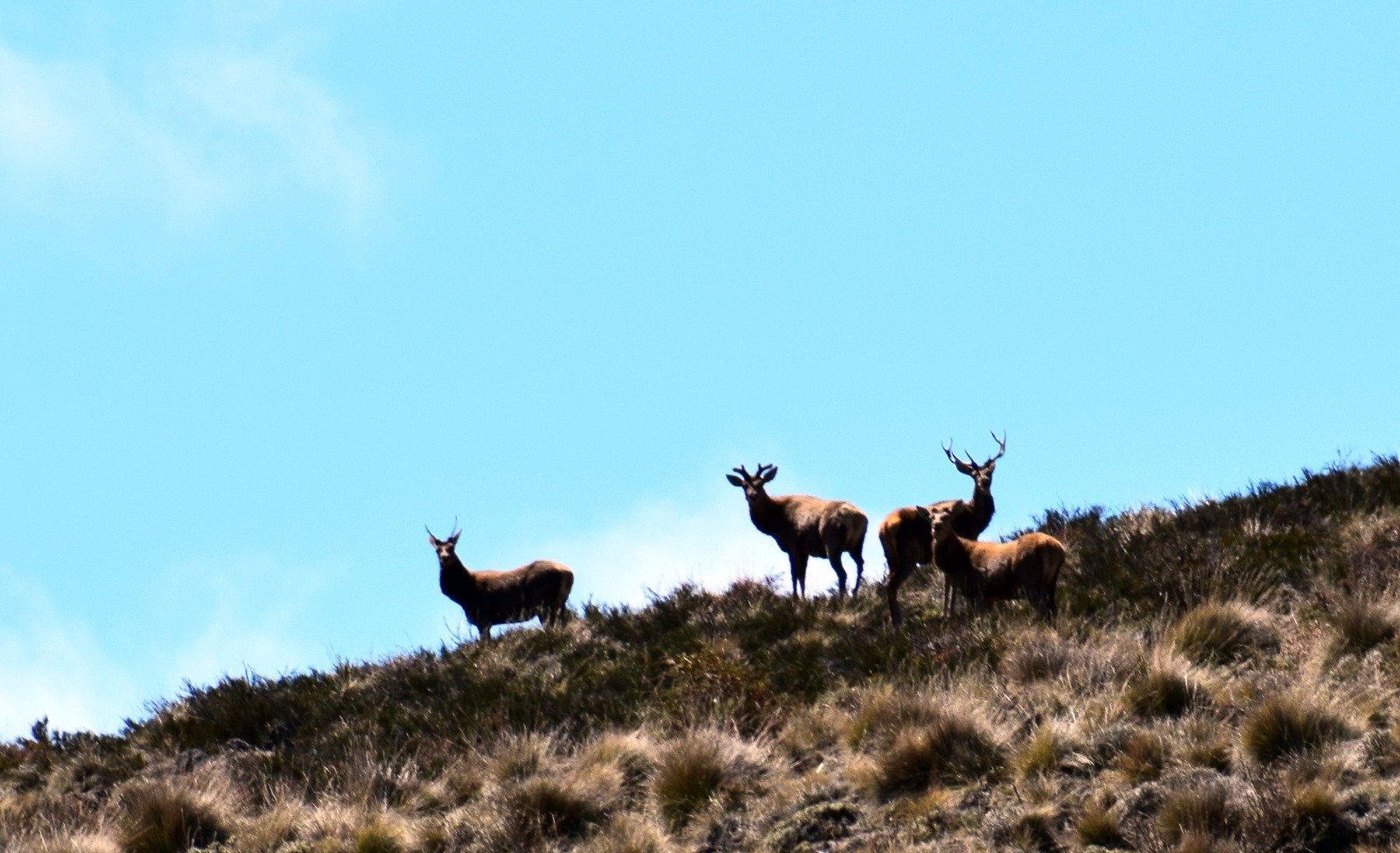 La actividad de caza pretende controlar la población de ciervos colorados. Foto: gentileza