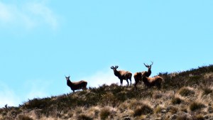 Por la actividad de caza, cierran la zona sudeste del parque Nahuel Huapi