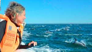Video: un paseo para conocer a los delfines que son fieles al Golfo más azul