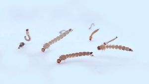 Importante hallazgo sobre el mosquito del dengue: puede «respirar» bajo el agua