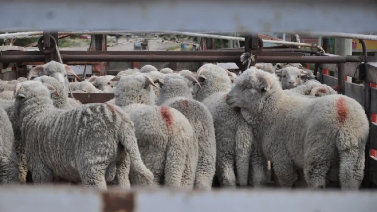 La harina de insectos podría servir de alimento para los corderos en Patagonia (Crédito Conicet)