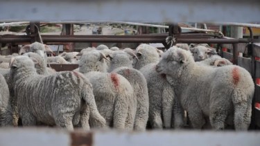 La harina de insectos podría servir de alimento para los corderos en Patagonia (Crédito Conicet)