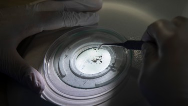 Desde Salud confirmaron que la serología del paciente sospechoso de Dengue autóctono en Roca dio negativa. Foto: gentileza