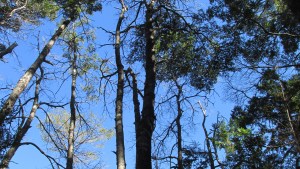 Los árboles mueren de pie en los parques nacionales