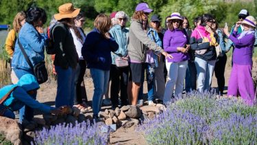 Lavandas del Limay. Es un emprendimiento familiar a orillas del río Limay.