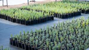 Lavandas del Limay: una experiencia de producción agroecológica